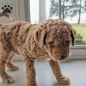 Harry, Mini Labradoodle Puppy