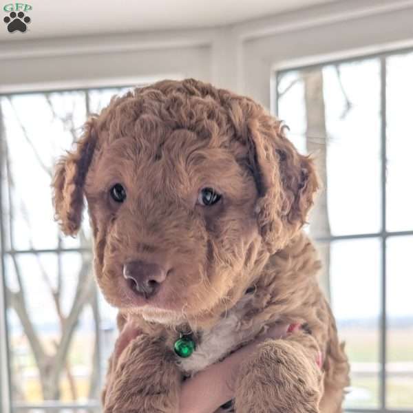 Harry, Mini Labradoodle Puppy