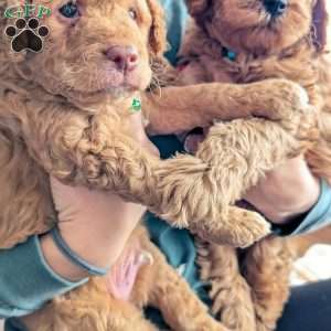 Marv, Mini Labradoodle Puppy