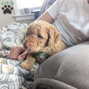 Harry, Mini Labradoodle Puppy