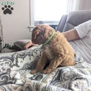 Harry, Mini Labradoodle Puppy