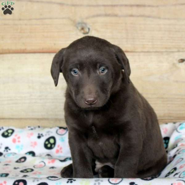 Pablo, Chocolate Labrador Retriever Puppy
