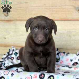 Pablo, Chocolate Labrador Retriever Puppy