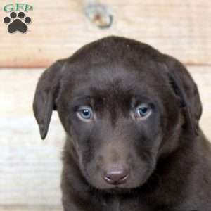 Pablo, Chocolate Labrador Retriever Puppy
