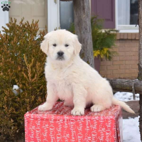 Paddington, English Cream Golden Retriever Puppy