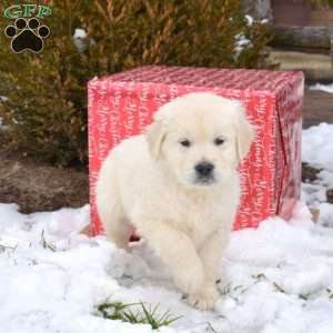 Paddington, English Cream Golden Retriever Puppy