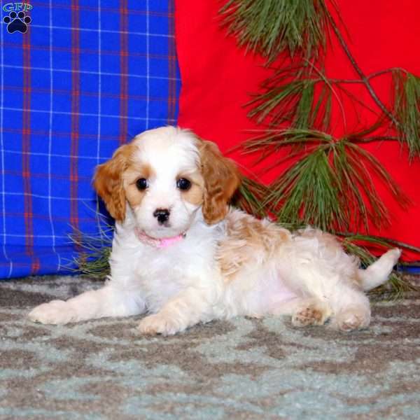 Paige, Cavapoo Puppy