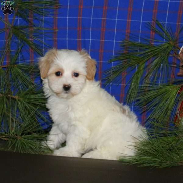Paige, Maltipoo Puppy