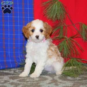 Paige, Cavapoo Puppy