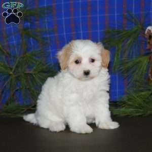 Paige, Maltipoo Puppy