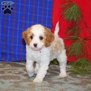 Paige, Cavapoo Puppy