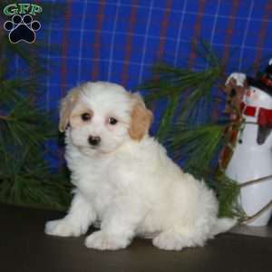 Paige, Maltipoo Puppy