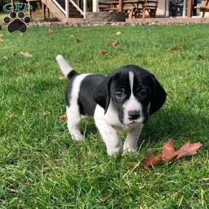Paislee, Beagle Mix Puppy