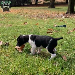 Paislee, Beagle Mix Puppy