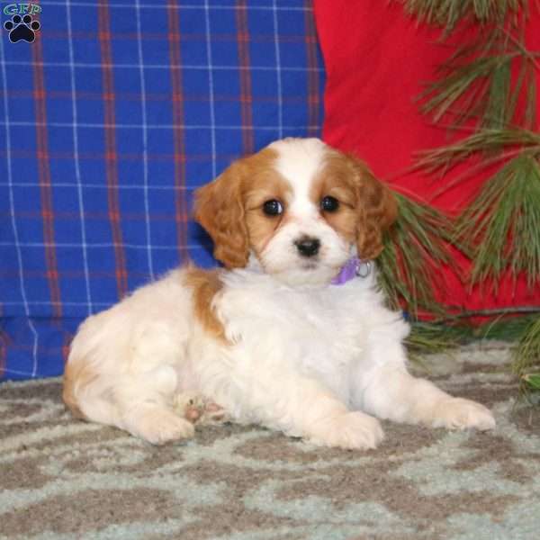 Paisley, Cavapoo Puppy