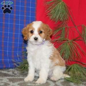 Paisley, Cavapoo Puppy
