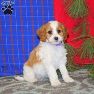 Paisley, Cavapoo Puppy