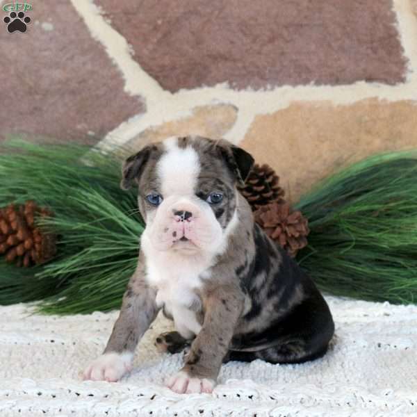 Panda, Boston Terrier Puppy