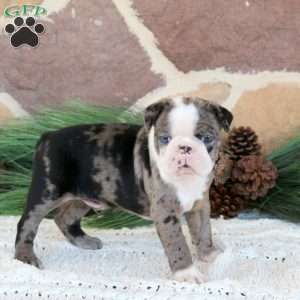 Panda, Boston Terrier Puppy