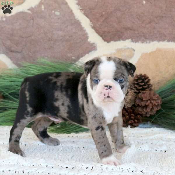 Panda, Boston Terrier Puppy