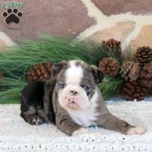 Panda, Boston Terrier Puppy