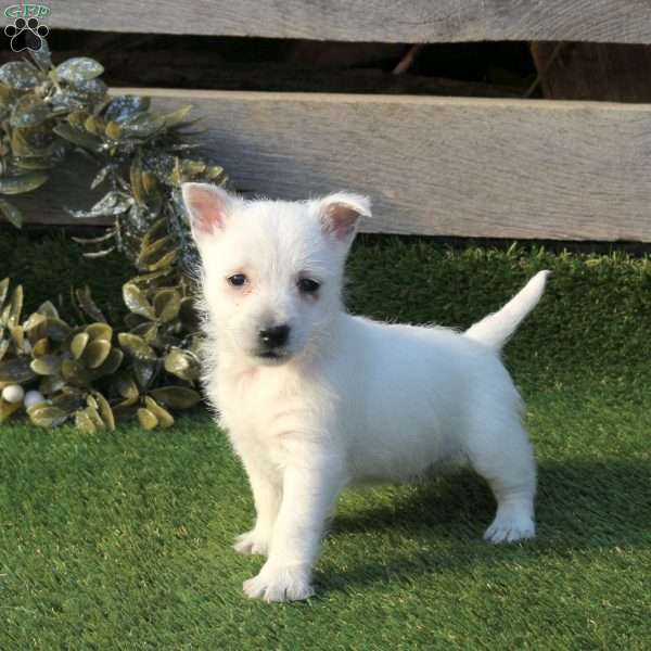 Pansy, West Highland Terrier Puppy