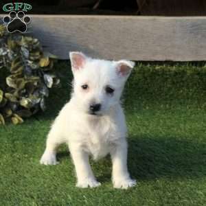Pansy, West Highland Terrier Puppy