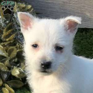 Pansy, West Highland Terrier Puppy
