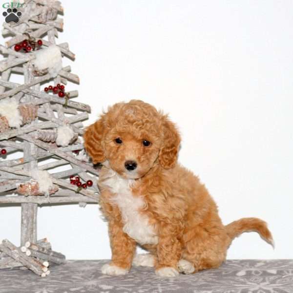 Parker, Maltipoo Puppy