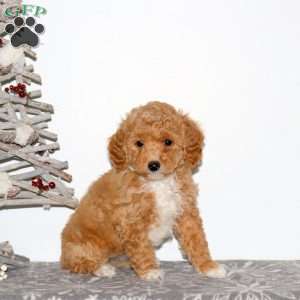 Parker, Maltipoo Puppy