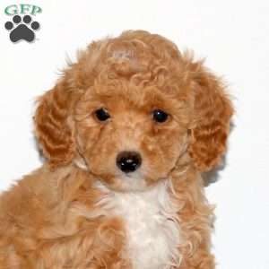 Parker, Maltipoo Puppy