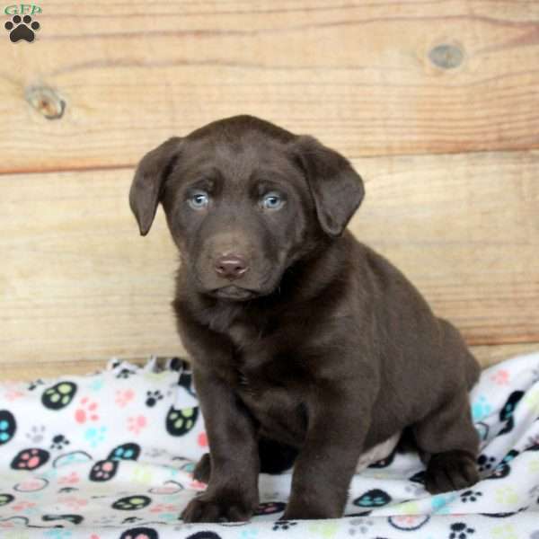 Parker, Chocolate Labrador Retriever Puppy