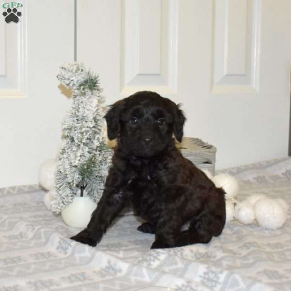 Parker, Yorkie Poo Puppy