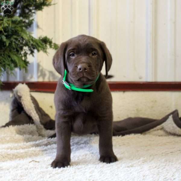 Parker, Chocolate Labrador Retriever Puppy