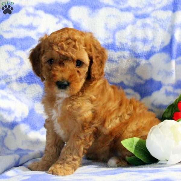 Parker, Miniature Poodle Puppy