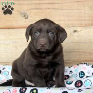 Parker, Chocolate Labrador Retriever Puppy