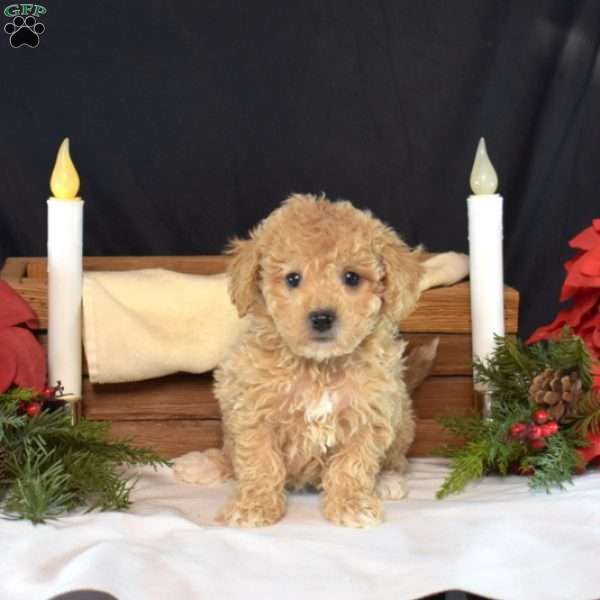 Parker, Bich-Poo Puppy