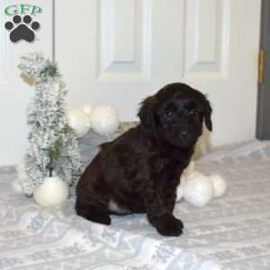Parker, Yorkie Poo Puppy