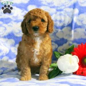 Parker, Miniature Poodle Puppy