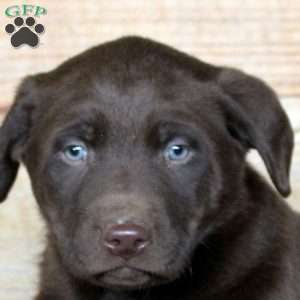 Parker, Chocolate Labrador Retriever Puppy