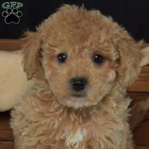 Parker, Bich-Poo Puppy