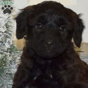 Parker, Yorkie Poo Puppy