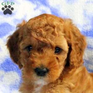 Parker, Miniature Poodle Puppy