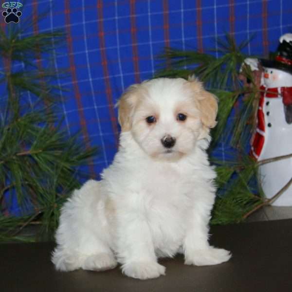 Parker, Maltipoo Puppy