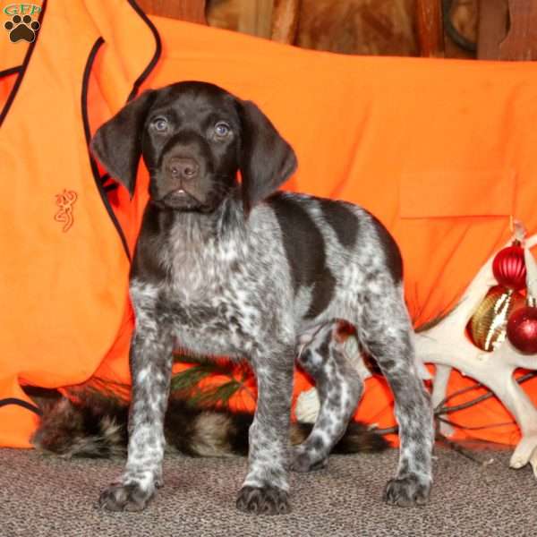 Parker, German Shorthaired Pointer Puppy