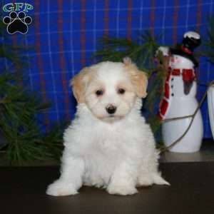 Parker, Maltipoo Puppy