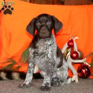 Parker, German Shorthaired Pointer Puppy