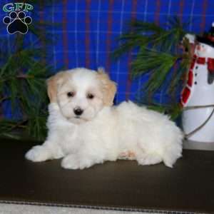 Parker, Maltipoo Puppy