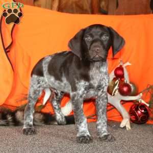 Parker, German Shorthaired Pointer Puppy