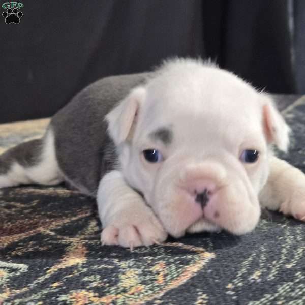 Parker, Frenchton Puppy